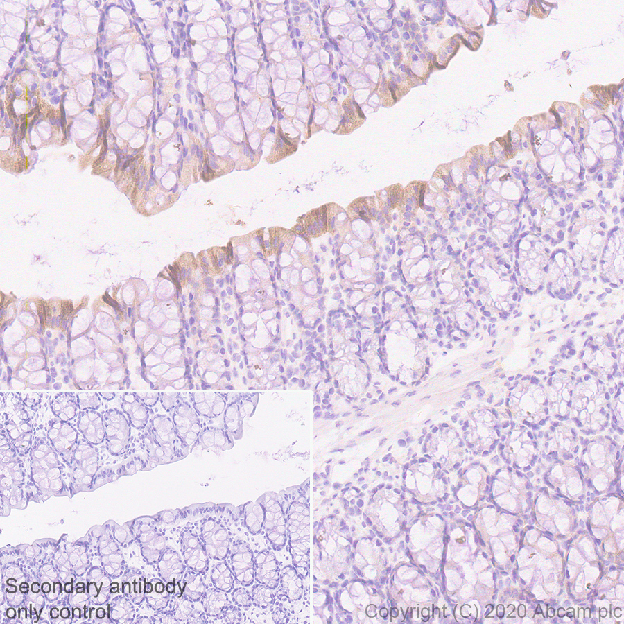 Immunohistochemistry (Formalin/PFA-fixed paraffin-embedded sections) - Anti-PON1 antibody [EPR2892] (AB92466), expandable thumbnail