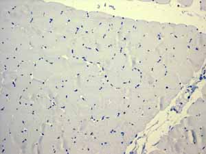 Immunohistochemistry (Formalin/PFA-fixed paraffin-embedded sections) - Anti-PON1 antibody [EPR2892] (ab92466), expandable thumbnail