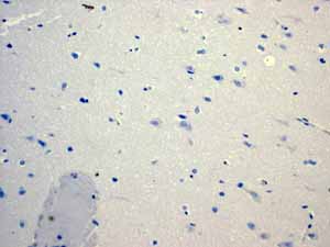 Immunohistochemistry (Formalin/PFA-fixed paraffin-embedded sections) - Anti-PON1 antibody [EPR2892] (ab92466), expandable thumbnail