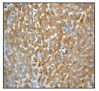 Immunohistochemistry (Formalin/PFA-fixed paraffin-embedded sections) - Anti-PON1 antibody [EPR2892] (AB92466), expandable thumbnail