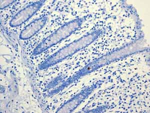 Immunohistochemistry (Formalin/PFA-fixed paraffin-embedded sections) - Anti-PON1 antibody [EPR2892] (ab92466), expandable thumbnail