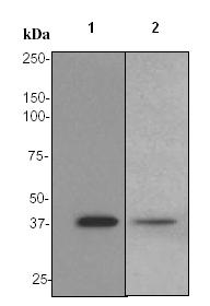 Western blot - Anti-PON1 antibody [EPR2892] (AB92466), expandable thumbnail