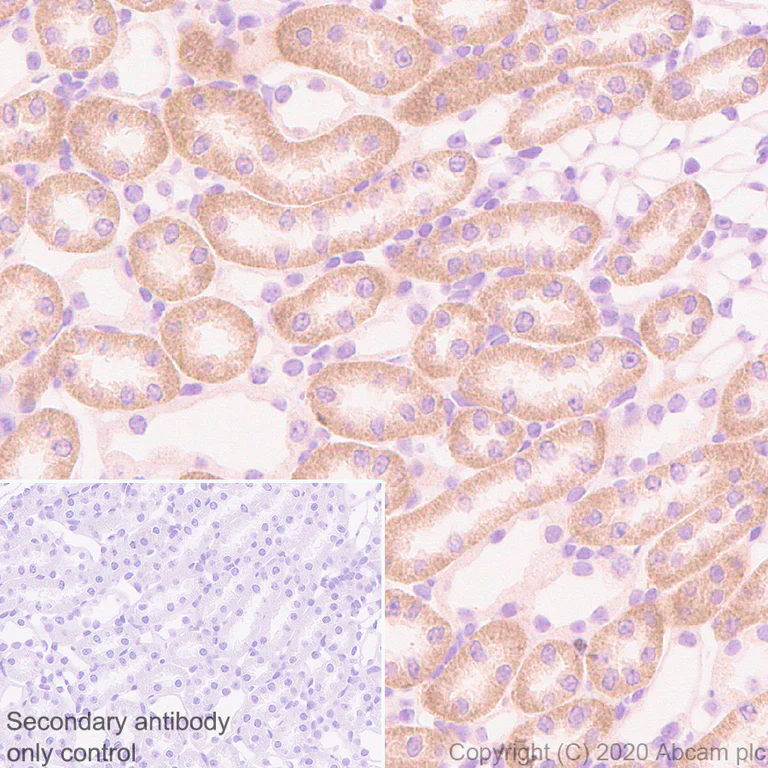 Immunohistochemistry (Formalin/PFA-fixed paraffin-embedded sections) - Anti-PON1 antibody [EPR2892] - BSA and Azide free (AB247559)