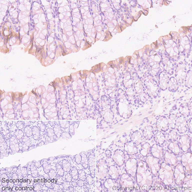 Immunohistochemistry (Formalin/PFA-fixed paraffin-embedded sections) - Anti-PON1 antibody [EPR2892] - BSA and Azide free (AB247559)