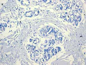 Immunohistochemistry (Formalin/PFA-fixed paraffin-embedded sections) - Anti-PON1 antibody [EPR2892] - BSA and Azide free (AB247559)