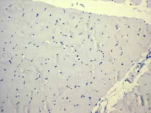 Immunohistochemistry (Formalin/PFA-fixed paraffin-embedded sections) - Anti-PON1 antibody [EPR2892] - BSA and Azide free (AB247559)