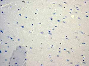 Immunohistochemistry (Formalin/PFA-fixed paraffin-embedded sections) - Anti-PON1 antibody [EPR2892] - BSA and Azide free (AB247559)