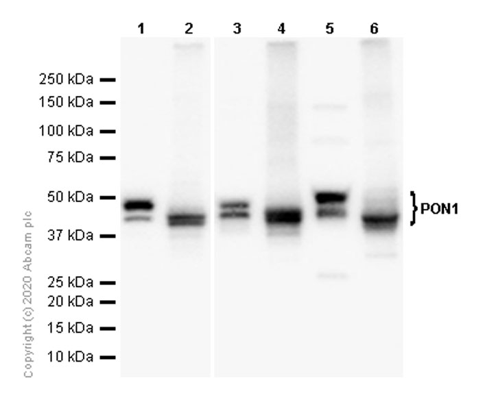 Western blot - Anti-PON1 antibody [EPR2893] (AB126597)