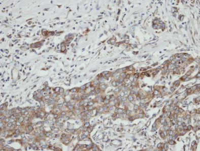 Immunohistochemistry (Formalin/PFA-fixed paraffin-embedded sections) - Anti-PON2 antibody (AB96553)