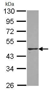 Western blot - Anti-PON2 antibody (AB96553)