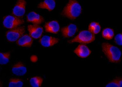 Immunocytochemistry/ Immunofluorescence - Anti-PON2 antibody [EPR15295-58] (AB183718), expandable thumbnail