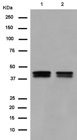 Western blot - Anti-PON2 antibody [EPR15295-58] (AB183718), expandable thumbnail