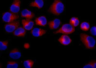 Immunocytochemistry/ Immunofluorescence - Anti-PON2 antibody [EPR15295-58] - BSA and Azide free (AB250692)