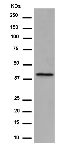 Western blot - Anti-PON2 antibody [EPR15295-58] - BSA and Azide free (AB250692)