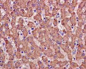 Immunohistochemistry (Formalin/PFA-fixed paraffin-embedded sections) - Anti-PON2 antibody [EPR15295-82] (AB183710)