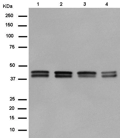 Western blot - Anti-PON2 antibody [EPR15295-82] (AB183710)