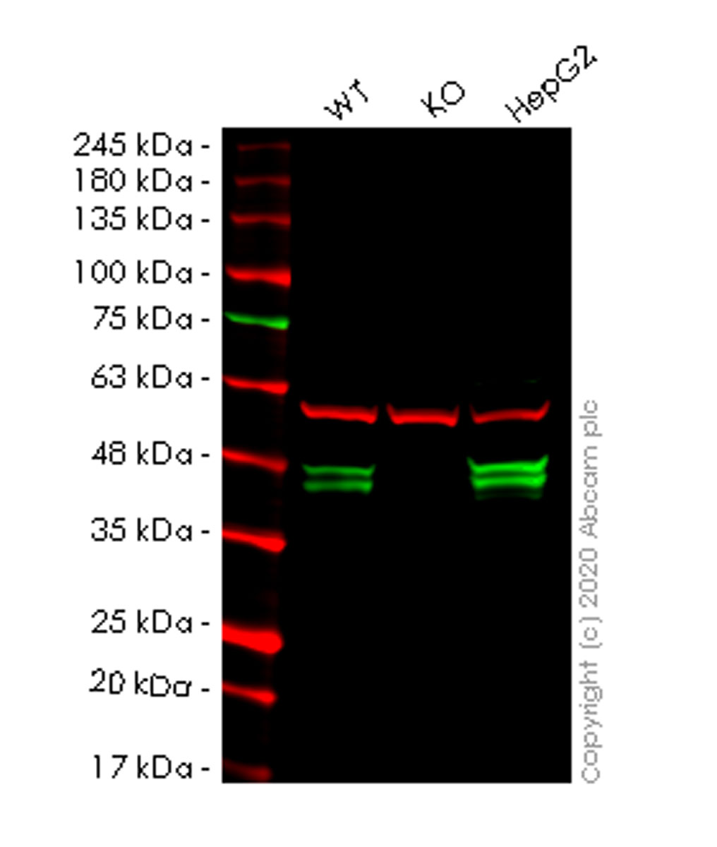 Western blot - Anti-PON2 antibody [EPR15295-82] - BSA and Azide free (AB250686), expandable thumbnail