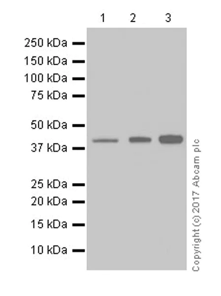 Western blot - Anti-PON2 antibody [EPR18547-2] (AB192038)