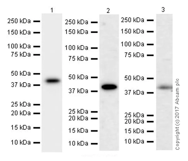 Western blot - Anti-PON2 antibody [EPR18547-2] (AB192038)