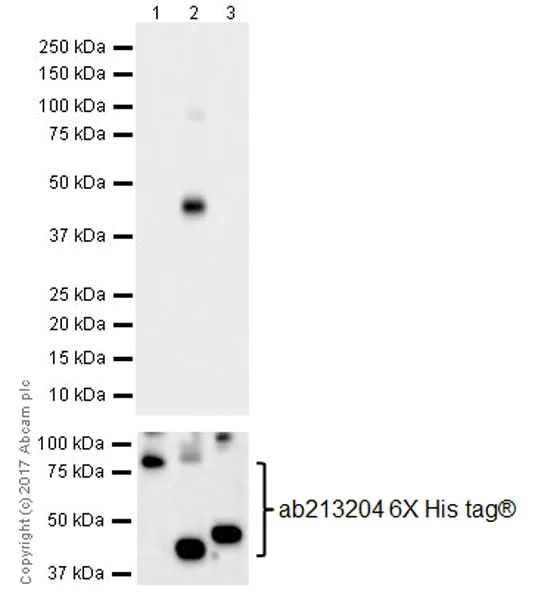 Western blot - Anti-PON2 antibody [EPR18547-2] (AB192038)