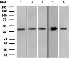 Western blot - Anti-PON3 antibody [EPR2902(2)] (AB108964)