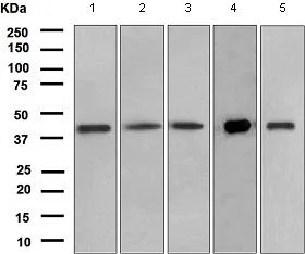 Western blot - Anti-PON3 antibody [EPR2902(2)] - BSA and Azide free (AB247724)