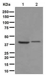Western blot - Anti-PON3 antibody [EPR2903(2)] (AB109258)