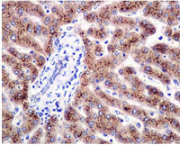 Immunohistochemistry (Formalin/PFA-fixed paraffin-embedded sections) - Anti-PON3 antibody [EPR2903(2)] - BSA and Azide free (AB247809), expandable thumbnail
