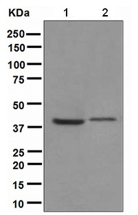 Western blot - Anti-PON3 antibody [EPR2903(2)] - BSA and Azide free (AB247809), expandable thumbnail