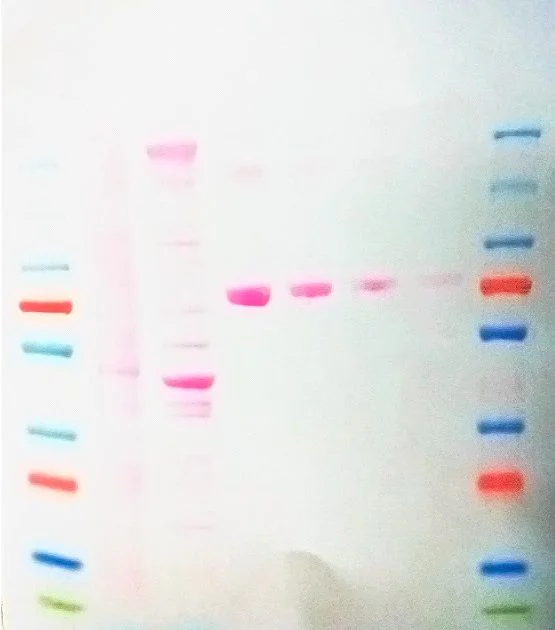 SDS-PAGE - Ponceau S Solution (AB270042)