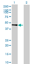 Western blot - Anti-POPDC2/POP2 antibody (AB69176)