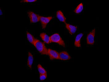 Immunocytochemistry/ Immunofluorescence - Anti-POR1 antibody [EPR11943] - BSA and Azide free (AB250206)
