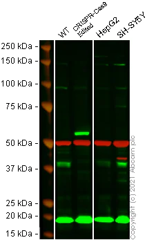 Western blot - Anti-POR1 antibody [EPR11943] - BSA and Azide free (AB250206)
