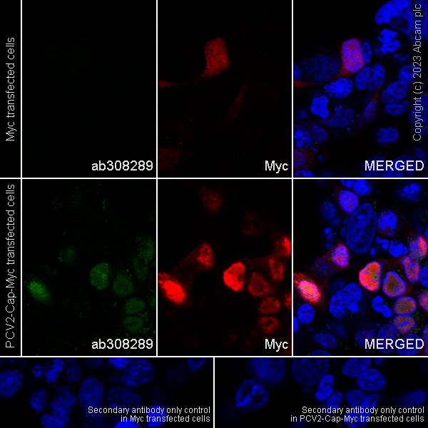Immunocytochemistry/ Immunofluorescence - Anti-Porcine circovirus 2-Capsid protein antibody [EPR28077-77] (AB308289), expandable thumbnail