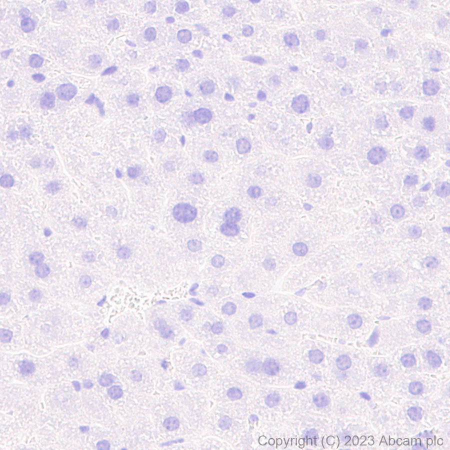Immunohistochemistry (Formalin/PFA-fixed paraffin-embedded sections) - Anti-Porcine circovirus 2-Capsid protein antibody [EPR28077-77] (AB308289), expandable thumbnail