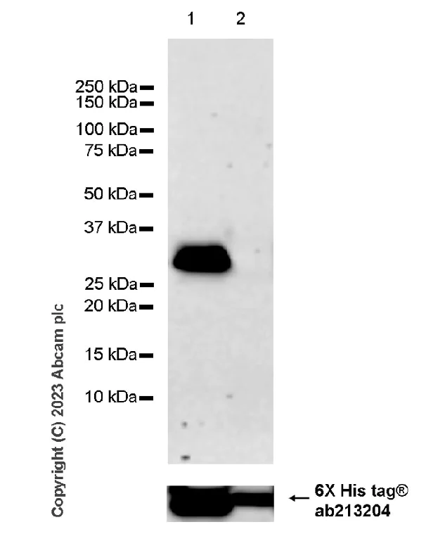 Western blot - Anti-Porcine circovirus 2-Capsid protein antibody [EPR28077-77] - BSA and Azide free (AB308292)