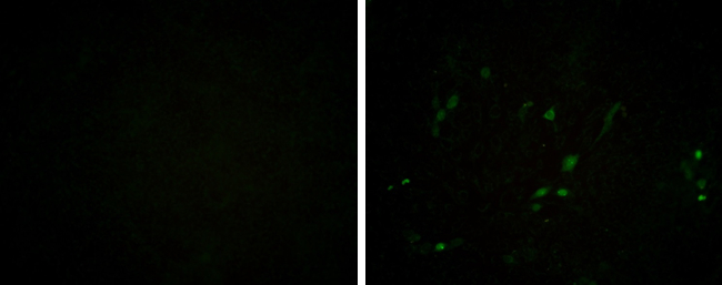 Immunocytochemistry/ Immunofluorescence - Anti-Porcine circovirus type 2 / PCV2 Capsid antibody [GT972] - BSA and Azide free (AB308410), expandable thumbnail