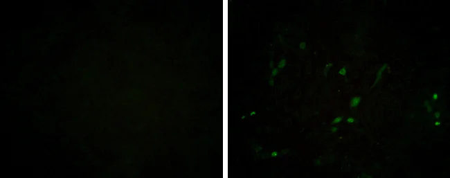 Immunocytochemistry/ Immunofluorescence - Anti-Porcine circovirus type 2 / PCV2 Capsid antibody [GT972] - BSA and Azide free (AB308410)