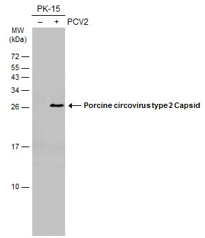 Western blot - Anti-Porcine circovirus type 2 / PCV2 Capsid antibody [GT972] - BSA and Azide free (AB308410), expandable thumbnail