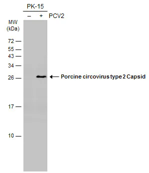 Western blot - Anti-Porcine circovirus type 2 / PCV2 Capsid antibody [GT972] - BSA and Azide free (AB308410)