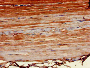 Immunohistochemistry (Formalin/PFA-fixed paraffin-embedded sections) - Anti-POT1 antibody (AB229803)