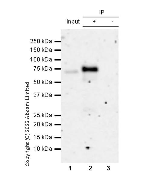 Immunoprecipitation - Anti-POT1a antibody [EPR30481-543] (AB325274)