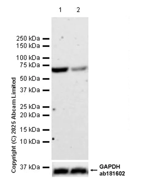 Western blot - Anti-POT1a antibody [EPR30481-543] (AB325274)