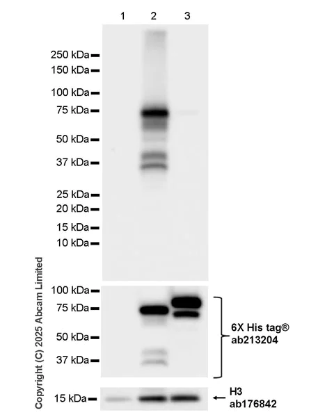Western blot - Anti-POT1a antibody [EPR30481-543] (AB325274)