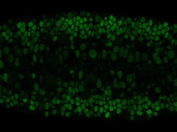 Immunocytochemistry/ Immunofluorescence - Anti-POU Domain 2 antibody [6G6AC11] (AB201325)