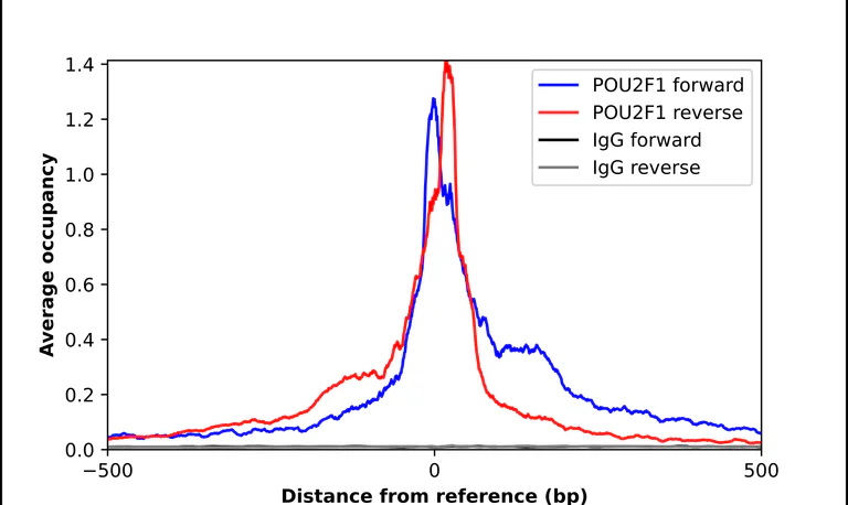 ChIP - Anti-POU2F1 Antibody (AB327248)
