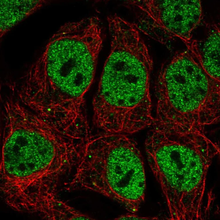 Immunocytochemistry/ Immunofluorescence - Anti-POU2F1 Antibody (AB327248)