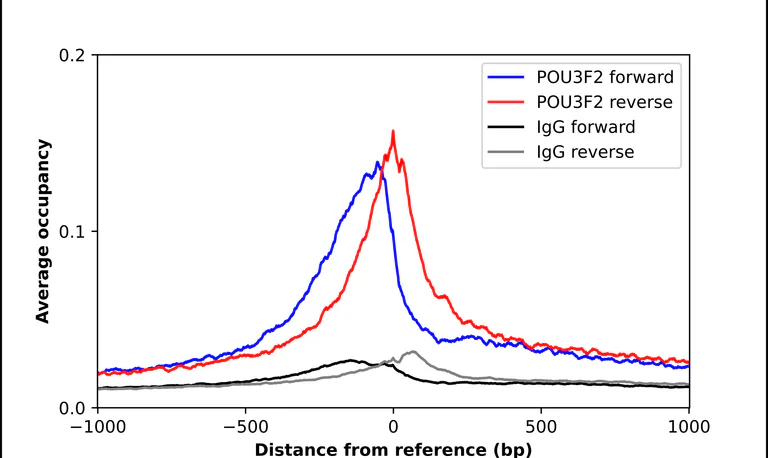 ChIP - Anti-POU3F2 Antibody (AB327242)