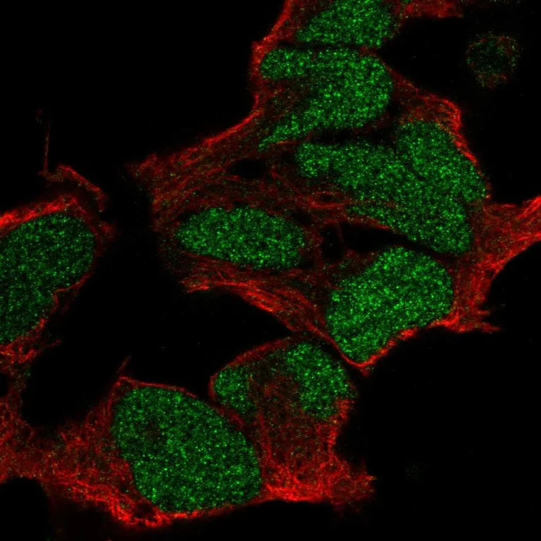 Immunocytochemistry/ Immunofluorescence - Anti-POU3F2 Antibody (AB327242)