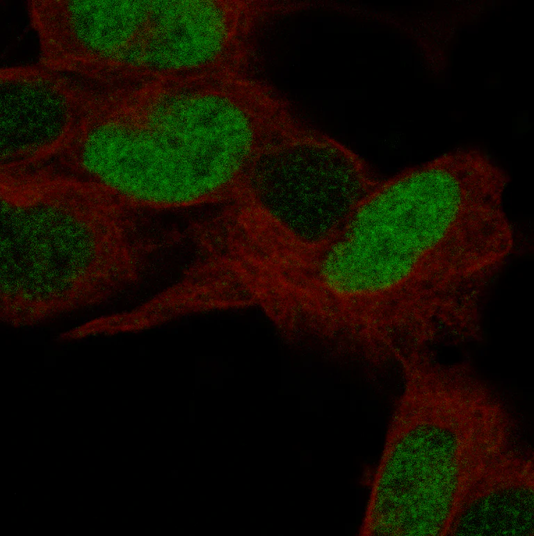 Immunocytochemistry/ Immunofluorescence - Anti-POU3F3 Antibody [CL15299] (AB327158)
